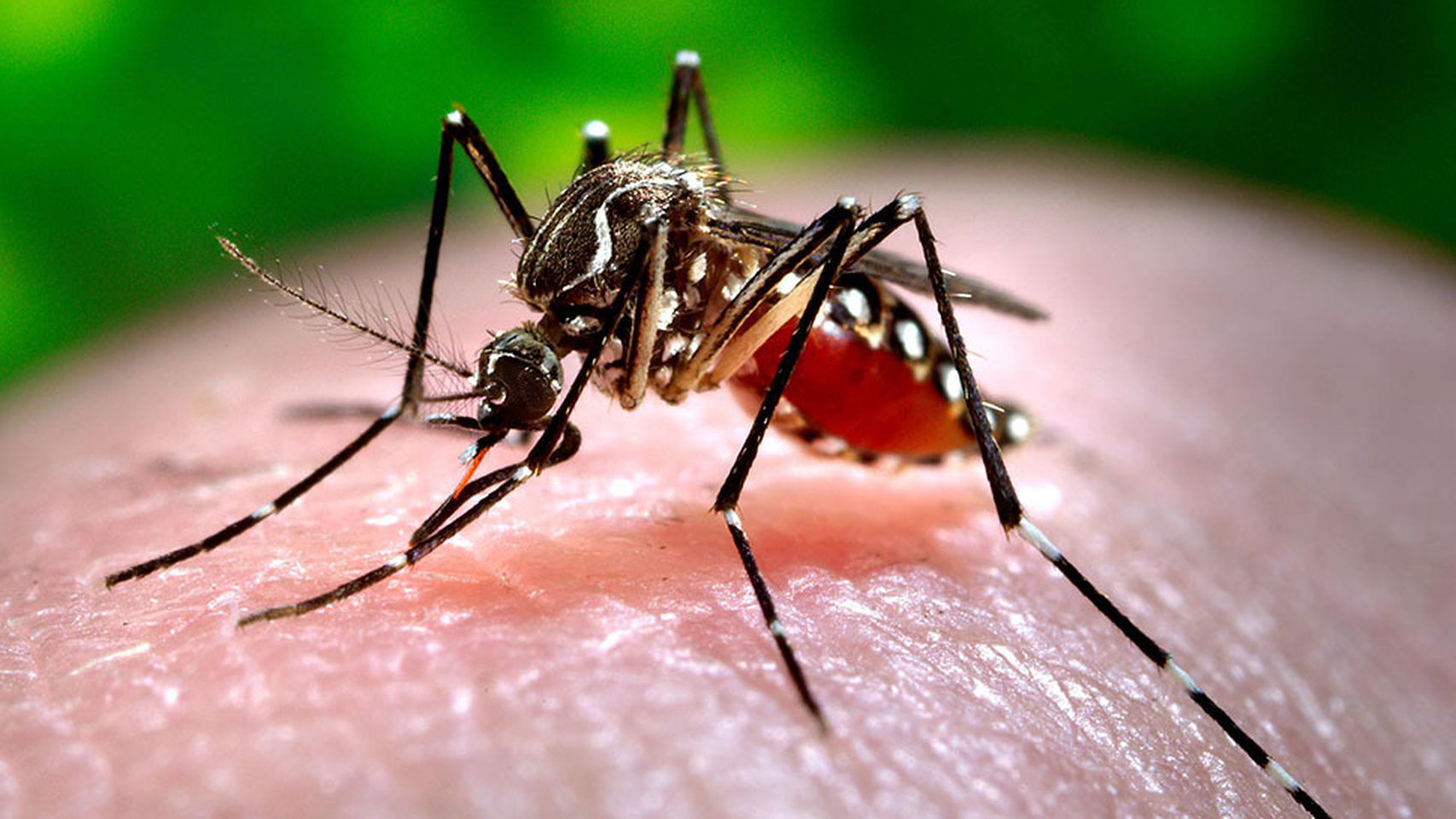 Brote de dengue: la enfermedad se triplicó en un año en Argentina